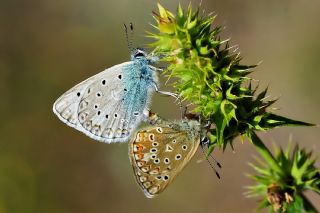 okgzl Edon Mavisi (Polyommatus aedon)