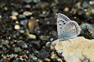 okgzl Edon Mavisi (Polyommatus aedon)