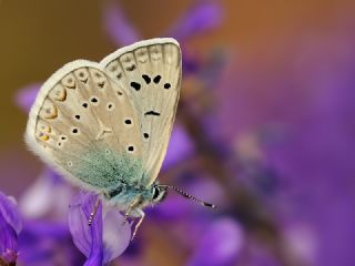 okgzl Edon Mavisi (Polyommatus aedon)