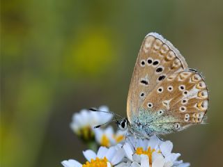 okgzl Edon Mavisi (Polyommatus aedon)
