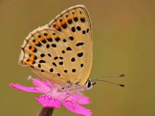 sli Bakr Gzeli (Lycaena tityrus)