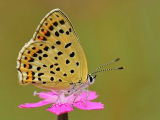 sli Bakr Gzeli (Lycaena tityrus)