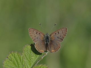 sli Bakr Gzeli (Lycaena tityrus)