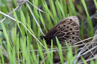 Uygur Gzelesmeri (Proterebia afra)