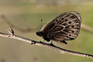 Uygur Gzelesmeri (Proterebia afra)