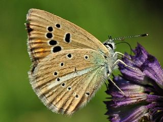 Hubert