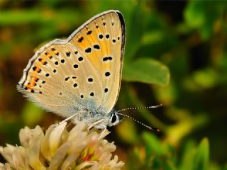 Byk Mor Bakr Gzeli (Lycaena alciphron)