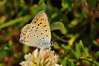 Byk Mor Bakr Gzeli (Lycaena alciphron)