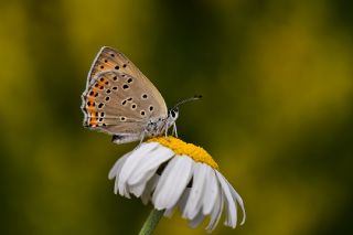 Byk Mor Bakr Gzeli (Lycaena alciphron)