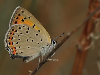 Byk Mor Bakr Gzeli (Lycaena alciphron)