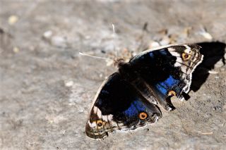 Dicle Gzeli (Junonia orithya)