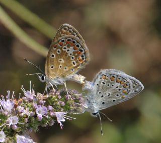 okgzl Mavi (Polyommatus icarus)
