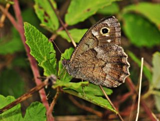 Aa Karamelei (Hipparchia statilinus)