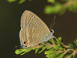 Lampides (Lampides boeticus)