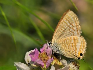Lampides (Lampides boeticus)