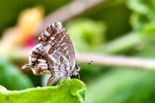 Sardunya Zebras, Geranyum Bronzu (Cacyreus marshalli)