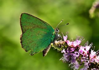 Byk Zmrt (Callophrys herculeana)
