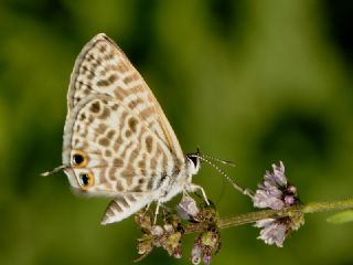 Mavi Zebra (Leptotes pirithous)