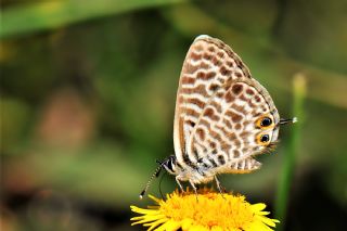 Mavi Zebra (Leptotes pirithous)