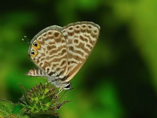 Mavi Zebra (Leptotes pirithous)