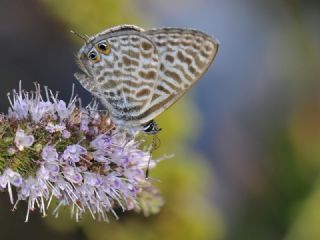 Mavi Zebra (Leptotes pirithous)