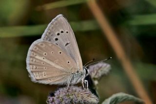 Ali Balinin okgzls (Polyommatus alibalii)