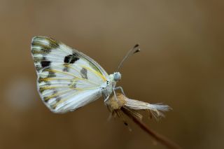 Siirt l Beneklibeyaz (Pontia glauconome)