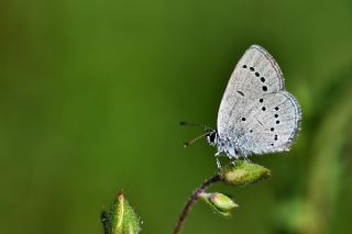 Minik Kupid (Cupido minimus)