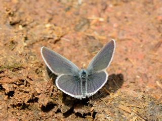 Minik Kupid (Cupido minimus)