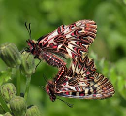 Gney Fistosu (Zerynthia polyxena)