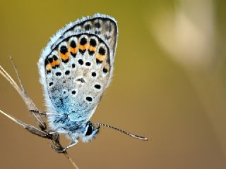 Gm Lekeli Esmergz (Plebejus argus)