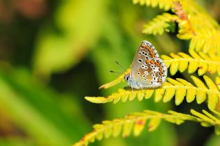 okgzl Esmer (Aricia agestis)