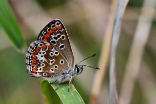 okgzl Esmer (Aricia agestis)