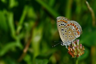 okgzl Mavi (Polyommatus icarus)