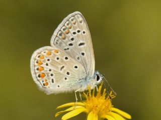 okgzl Mavi (Polyommatus icarus)
