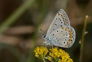 okgzl Mavi (Polyommatus icarus)