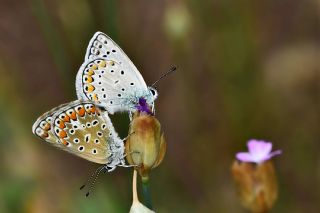 okgzl Mavi (Polyommatus icarus)