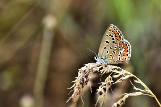 okgzl Mavi (Polyommatus icarus)
