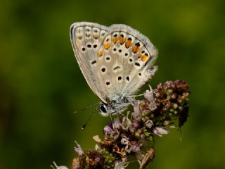 okgzl Mavi (Polyommatus icarus)