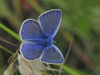 okgzl Mavi (Polyommatus icarus)