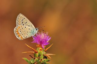 okgzl Mavi (Polyommatus icarus)