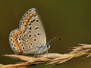 okgzl Mavi (Polyommatus icarus)