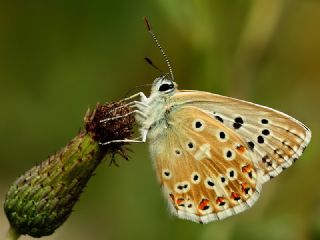 okgzl illimavi (Polyommatus coridon)