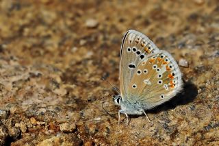 okgzl Turkuvaz Mavisi (Polyommatus dorylas)