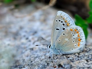 okgzl Turkuvaz Mavisi (Polyommatus dorylas)