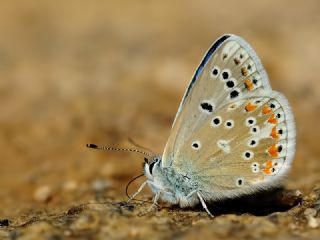 okgzl Turkuvaz Mavisi (Polyommatus dorylas)