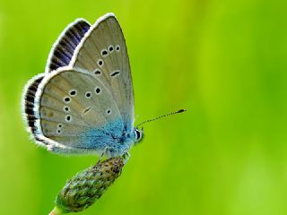 Mazarin Mavisi (Polyommatus semiargus)