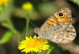 Kk Esmerboncuk (Lasiommata megera)