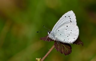 Kutsal Mavi (Celastrina argiolus)