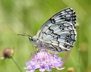 Anadolu Melikesi (Melanargia larissa)